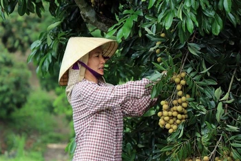 Người dân tại xã Chiềng Khương chăm sóc nhãn chín sớm. (Ảnh: Hữu Quyết/TTXVN)