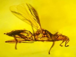 (Nguồn: news.nationalgeographic.com)