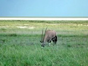 Một góc công viên quốc gia Etosha tại Namibia. (Nguồn: AFP)
