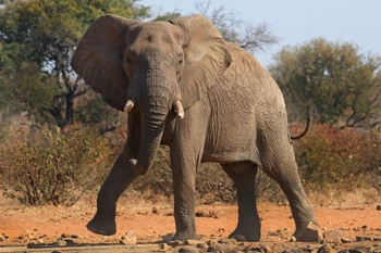 Ảnh minh họa. (Nguồn: ExplorersWeb)