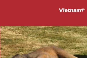 Cảm động cảnh voi mẹ lo lắng, gọi nhân viên vườn thú đến đánh thức voi con