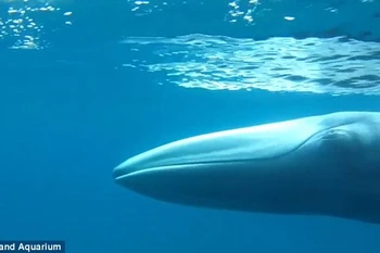 Con cá voi Omura quý hiếm. (Nguồn: Daily Mail)