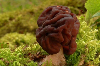 Loại nấm độc chết người được dân Phần Lan ưa chuộng