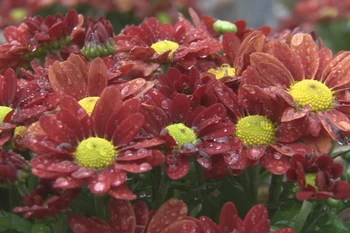 Cúc mini. (Nguồn: Báo Đồng Tháp)