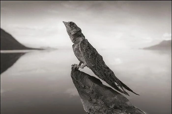 Nồng độ kiềm cao trong hồ khiến nhiều loài động vật bị phân hủy và vôi hóa. (Nguồn: Nick Brandt)