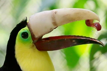 Các kỹ sư, chuyên gia người Mỹ và Costa Rica đã in một chiếc mỏ 3D để lắp vào chỗ mỏ bị tổn thương. (Nguồn: CCTV)