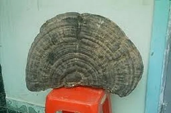 Đắk Lắk: Tìm thấy cây nấm khổng lồ nặng hơn 200kg