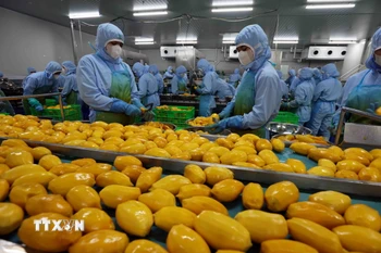 Chế biến xoài xuất khẩu. (Ảnh: TTXVN)