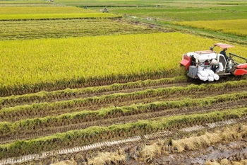 Thu hoạch lúa mùa tại Hợp tác xã sản xuất kinh doanh nông sản Quang Lanh (Kiến Xương, Thái Bình). (Ảnh: Thế Duyệt/TTXVN)