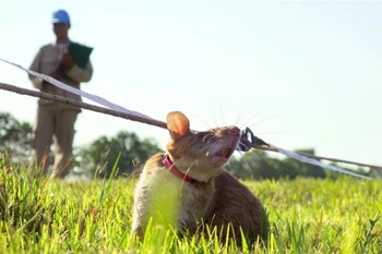 Ảnh minh họa. (Nguồn: npr.org)