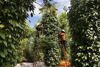 Nông dân thu hoạch hồ tiêu. (Ảnh: Hồ Cầu/TTXVN)