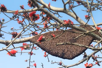 Ong mật làm tổ dày đặc trên cây gạo. (Ảnh: Nguyễn Oanh/TTXVN)