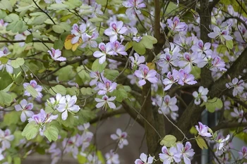 Hoa ban nở rộ trên tuyến đường Nguyễn Văn Trỗi, thành phố Hòa Bình. (Ảnh: Trọng Đạt/TTXVN)