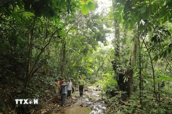 Ảnh minh họa. (Nguồn: TTXVN)