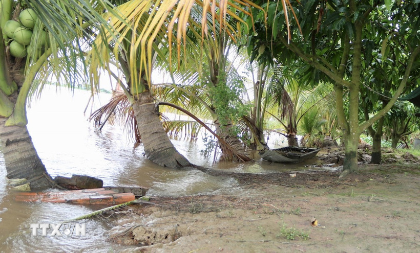 Vườn dừa của người dân ven sông Hậu xã Mỹ Hòa Hưng, tỉnh An Giang bị ngập nước do triều cường. (Ảnh: Thanh Sang/TTXVN)