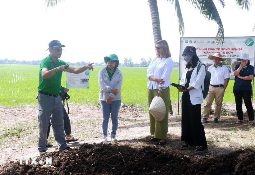 Ngày 20/12/2024, Đại diện Viện Nghiên cứu lúa gạo quốc tế (IRRI) giới thiệu cho Đoàn Đại sứ quán Canada tại Việt Nam về quy trình sản xuất phân hữu cơ từ rơm rạ. (Ảnh: Thu Hiền/TTXVN)