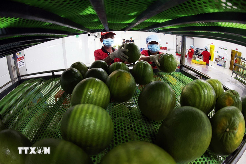 Sản phẩm bưởi da xanh sau khi rửa sạch sẽ được bảo quản khô trước khi đóng gói xuất khẩu. (Ảnh: Vũ Sinh/TTXVN)