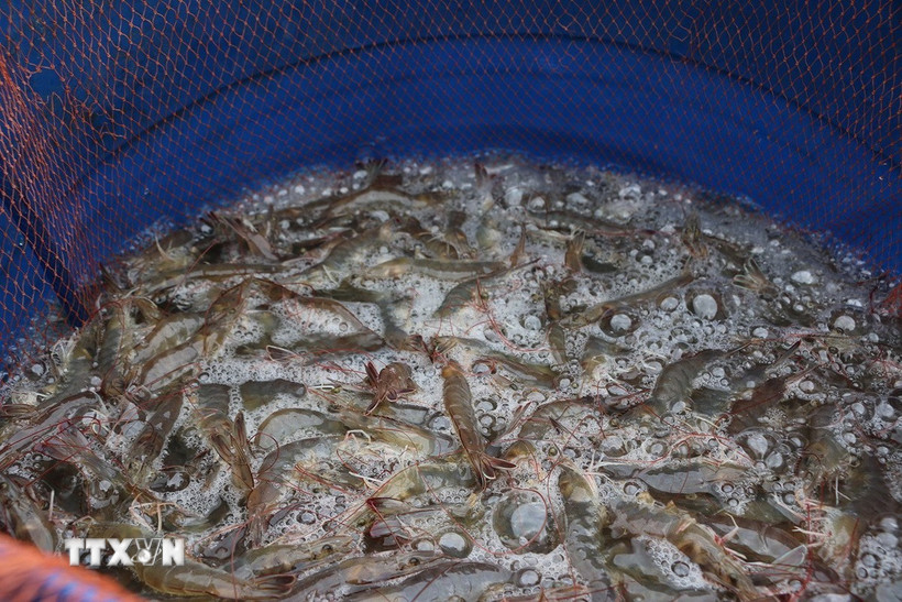 (Ảnh: Huỳnh Sử/TTXVN)