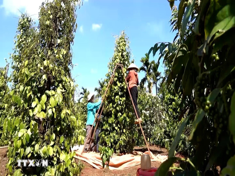 Nông dân Gia Lai thu hoạch hồ tiêu. (Ảnh: Hồng Điệp/TTXVN)