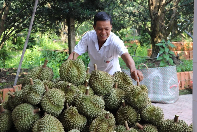 Thu hoạch sầu riêng ở xã Long Tiên, huyện Cai Lậy (Tiền Giang). (Ảnh: Minh Trí/TTXVN)