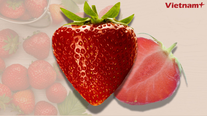 Dâu tây là loại quả phổ biến với hương vị ngọt ngào và rất giàu dinh dưỡng. (Nguồn: Vietnam+)