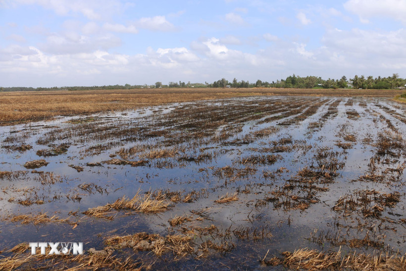 Nước ngọt được bơm lên ruộng phục vụ sản xuất vụ lúa Hè Thu 2025 tại Sóc Trăng. (Ảnh: Tuấn Phi/TTXVN)