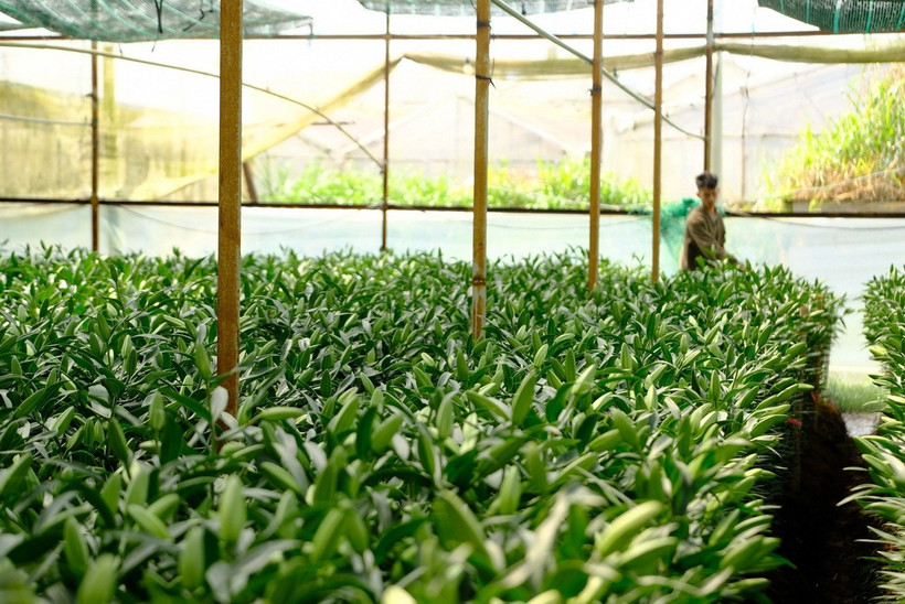 Hiện giá hoa ly cũng chỉ từ 100.000-150.000 đồng/bó 5 cành. (Ảnh: Nguyễn Dũng/TTXVN)