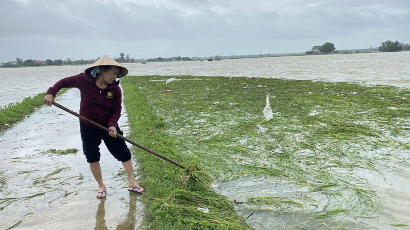 (Ảnh minh họa: Tường Quân/TTXVN)