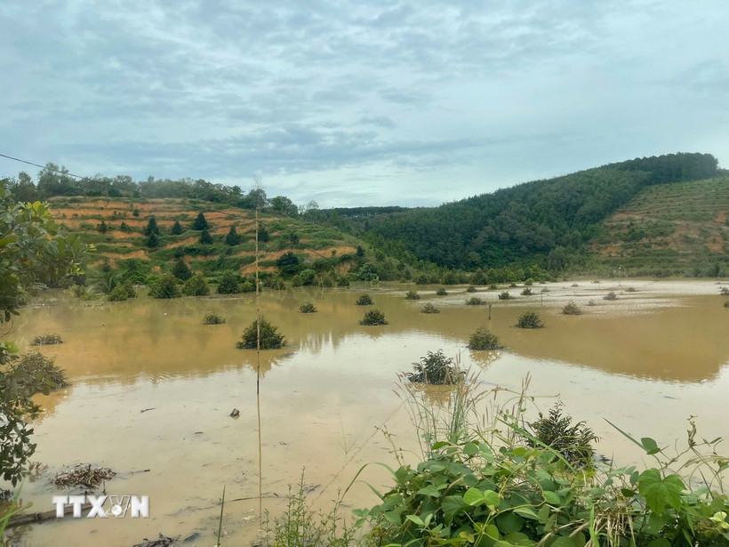 Cây trồng bị ngập sâu trong nước do ảnh hưởng thủy điện Đồng Nai 5 xả lũ. (Ảnh: K GỬIH/TTXVN)