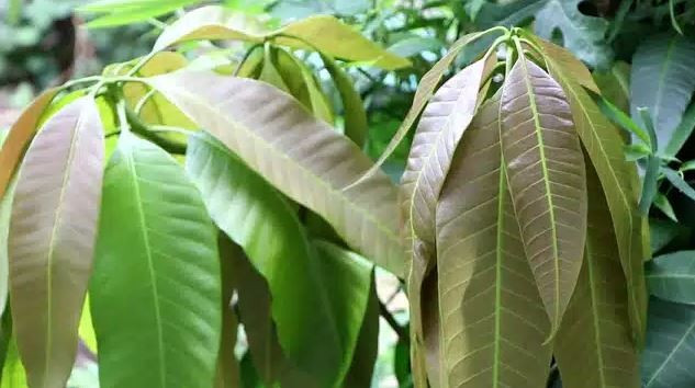 lá xoài non. (Nguồn: Our Permaculture Life)