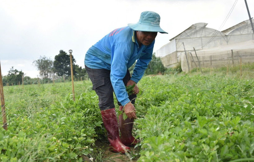 Vườn cần tây của gia đình ông Nguyễn Anh Tâm, xã Quảng Lập (Đơn Dương, Lâm Đồng) chỉ thu hoạch cầm chừng do giá chỉ bằng 1/4 cùng kỳ năm ngoái. (Nguồn: TTXVN phát)