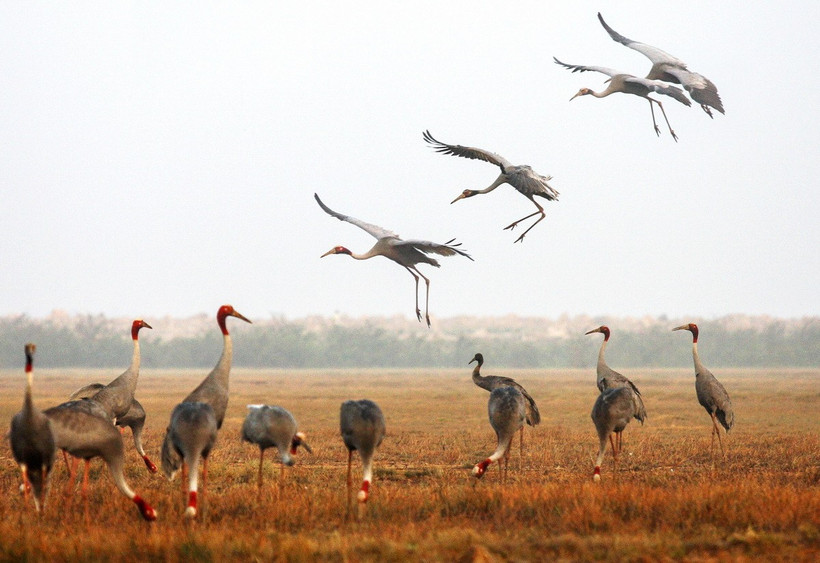 Vườn Quốc gia Tràm Chim (Đồng Tháp) thu hút nhiều sếu đầu đỏ về trú ngụ. (Ảnh: TTXVN phát)