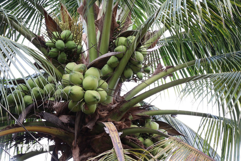 Vườn dừa trồng theo hướng hữu cơ của gia đình bà Trần Thị Ngọc Mai tại ấp Vĩnh Yên, phường Long Đức (Vĩnh Long). (Ảnh: Thanh Hòa/TTXVN)