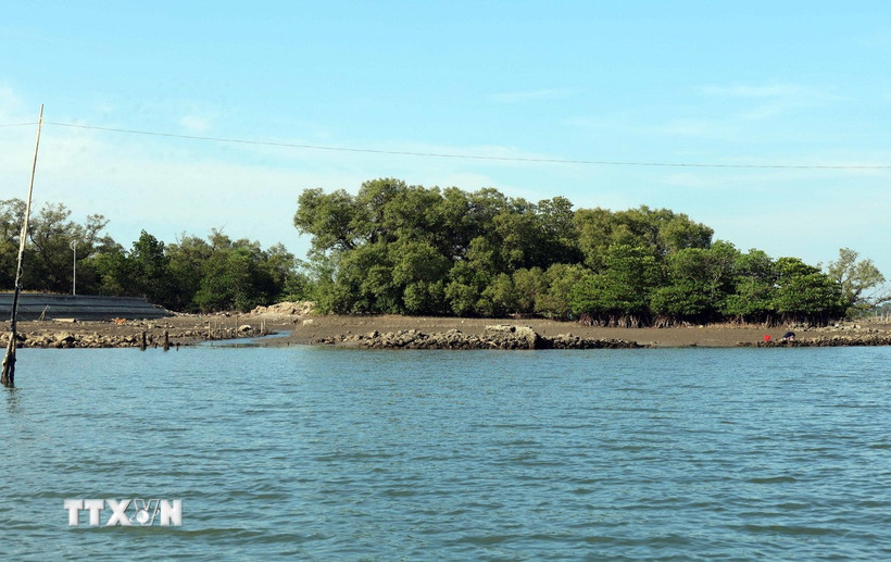 Màu xanh của những cánh rừng ngập mặn nơi xã đảo Tam Hải (Đà Nẵng). (Ảnh: Đỗ Trưởng/TTXVN)