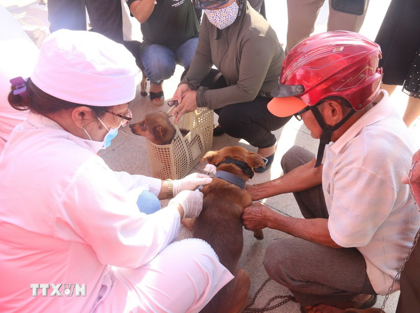 Tiêm phòng vaccine dại cho chó nuôi. (Ảnh: Hoàng Nhị/TTXVN)