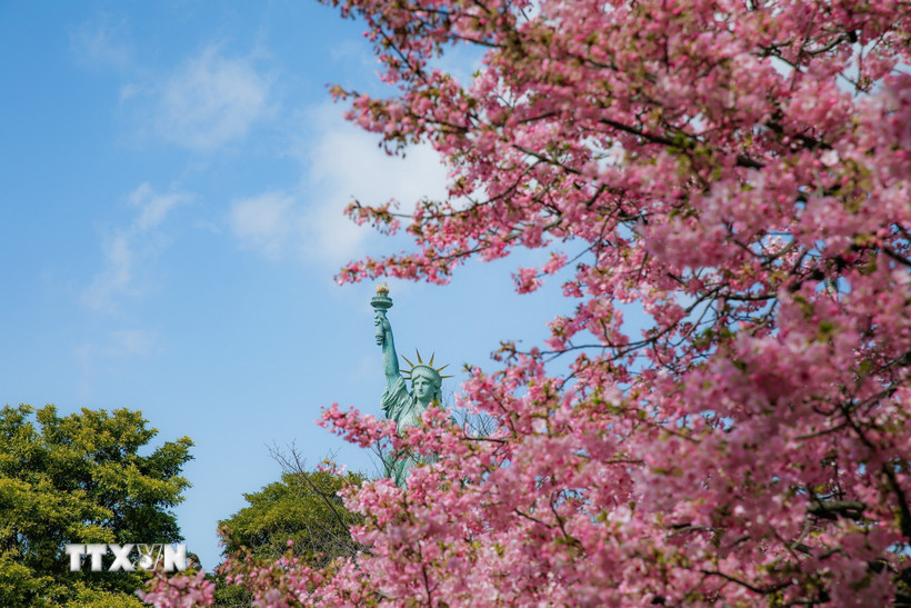 Những chùm hoa hồng rực rỡ ở Tokyo. (Ảnh: Xuân Giao/TTXVN)