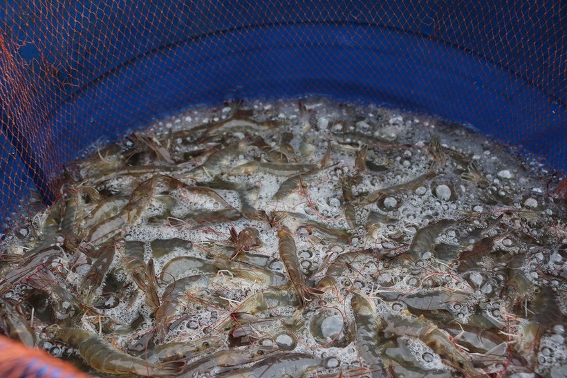 Riêng trong năm 2024, sản lượng tôm nuôi của Cà Mau đạt 242.000 tấn, kim ngạch xuất khẩu 1,12 tỷ USD. (Ảnh: Huỳnh Sử/TTXVN)