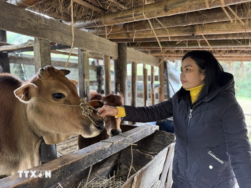 Các địa phương ở tỉnh Cao Bằng đã chủ động triển khai công tác tuyên truyền, hướng dẫn người dân che chắn chuồng trại, dự trữ thức ăn cho đàn vật nuôi. (Ảnh: Chu Hiệu/TTXVN)