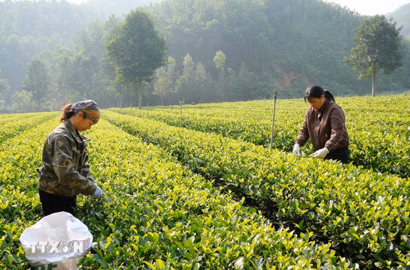 Xã viên Hợp tác xã nông sản an toàn Liên Minh, xã Tràng Xá (Thái Nguyên) thu hái chè. (Ảnh: Hoàng Nguyên/TTXVN)