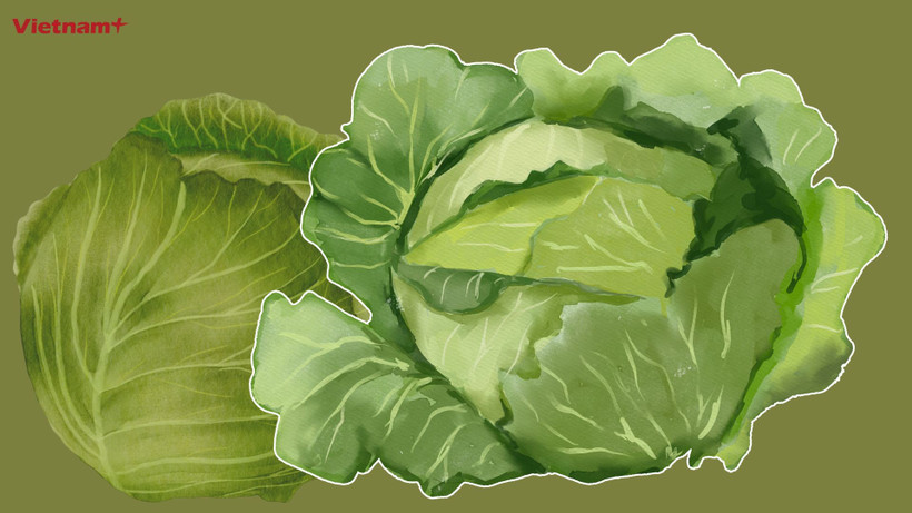 Bắp cải là loài rau được trồng khắp nơi trên thế giới, chứa nhiều vitamin và khoáng chất. (Nguồn: Vietnam+)