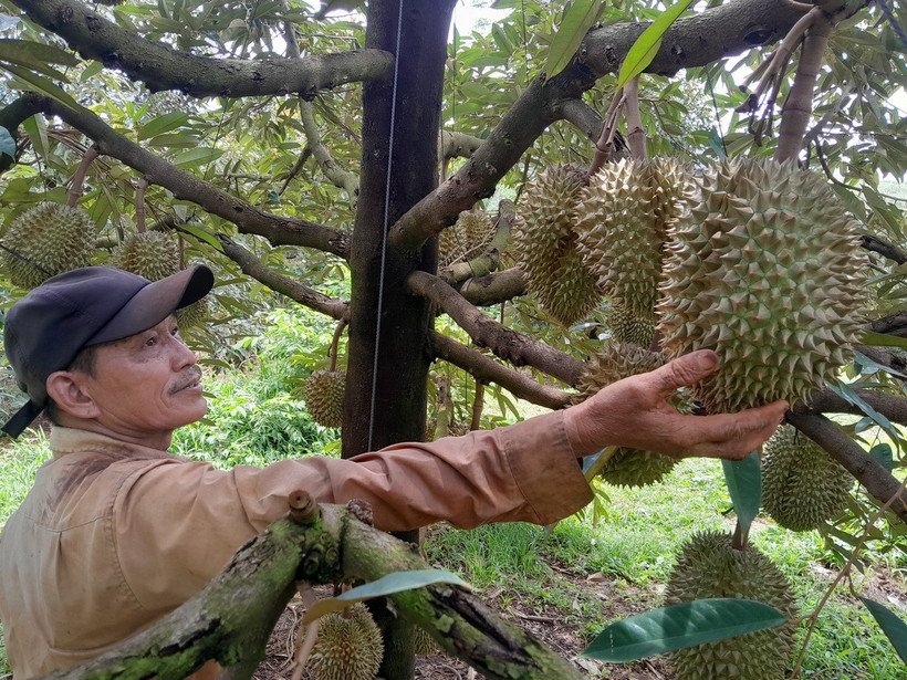 Ông Nguyễn Văn Phúc ở huyện Bù Gia Mập chăm sóc sầu riêng gần 1 ha trước ảnh hưởng của thời tiết. (Ảnh: K GỬIH/TTXVN)
