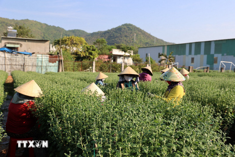 Tỉa nụ cho c&aacute;c chậu c&uacute;c đại đ&oacute;a tại l&agrave;ng hoa L&aacute;ng Lớn, x&atilde; Kim Long, Th&agrave;nh phố Hồ Ch&iacute; Minh. (Ảnh: Ho&agrave;ng Nhị/TTXVN)