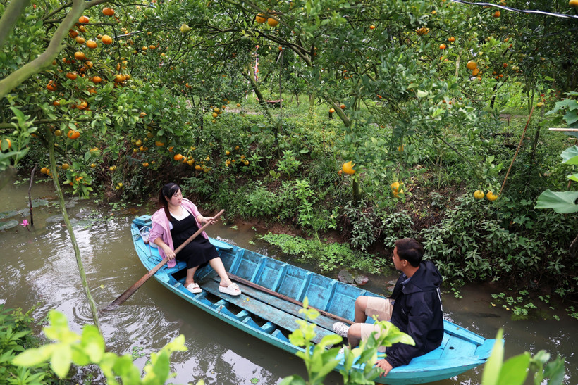Khách du lịch trải nghiệm không gian du lịch sinh thái trong vườn quýt hồng Lai Vung. (Ảnh: Hồng Đạt/TTXVN)