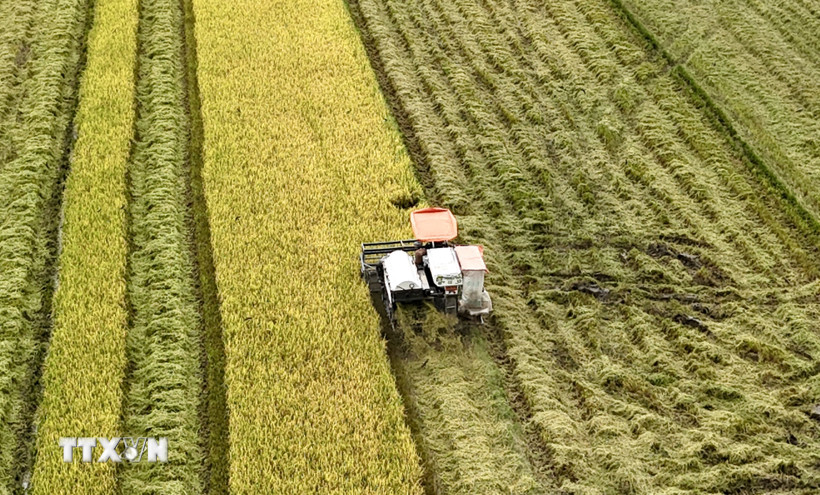 Máy gặt đập liên hợp thu hoạch trên cánh đồng lúa chín vàng tại thành phố Long xuyên, tỉnh An Giang. (Ảnh: Thanh Sang/TTXVN)