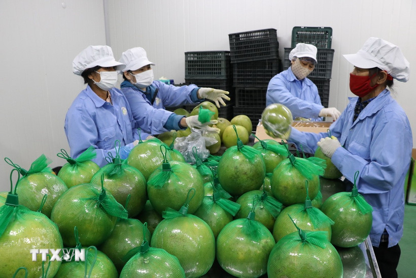 Trái bưởi Việt Nam chính thức có mặt tại thị trường Australia