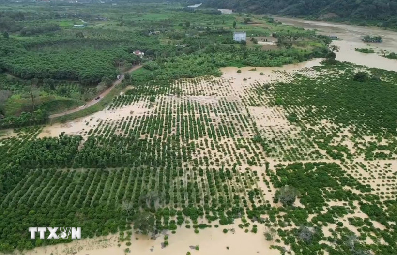 Mưa lũ gây ngập úng khoảng 200ha cây trồng tại xã Quảng Phú, tỉnh Lâm Đồng. (Ảnh: TTXVN phát)