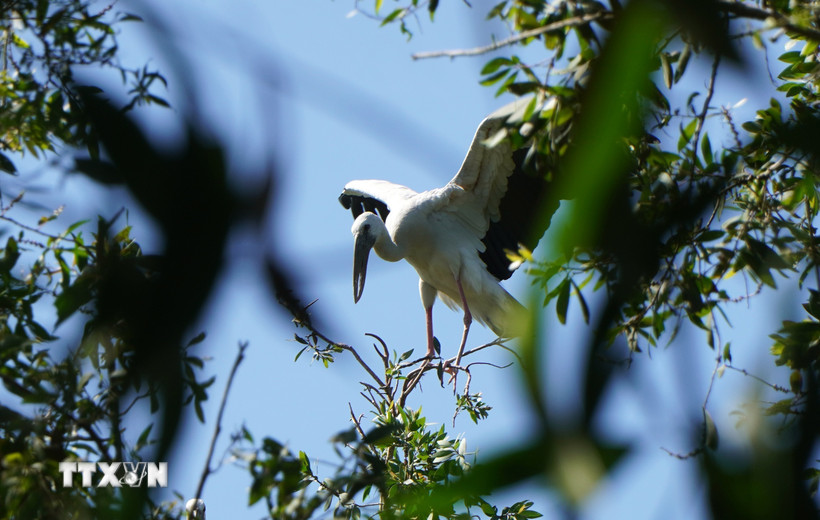 Cò ốc trú ngụ tại Rừng tràm Gáo Giồng thuộc địa bàn xã Gáo Giồng, huyện Cao Lãnh. (Ảnh: Nhựt An/TTXVN)