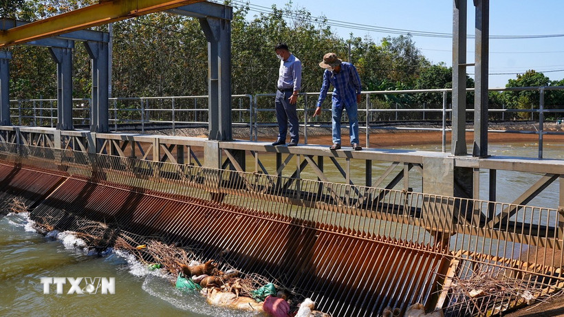 Lưới chắn rác tại kênh Phước Hòa-Dầu Tiếng bị tắc nghẽn do rác thải và xác gia súc, gia cầm vứt trái phép. (Ảnh: Minh Phú/TTVXN)