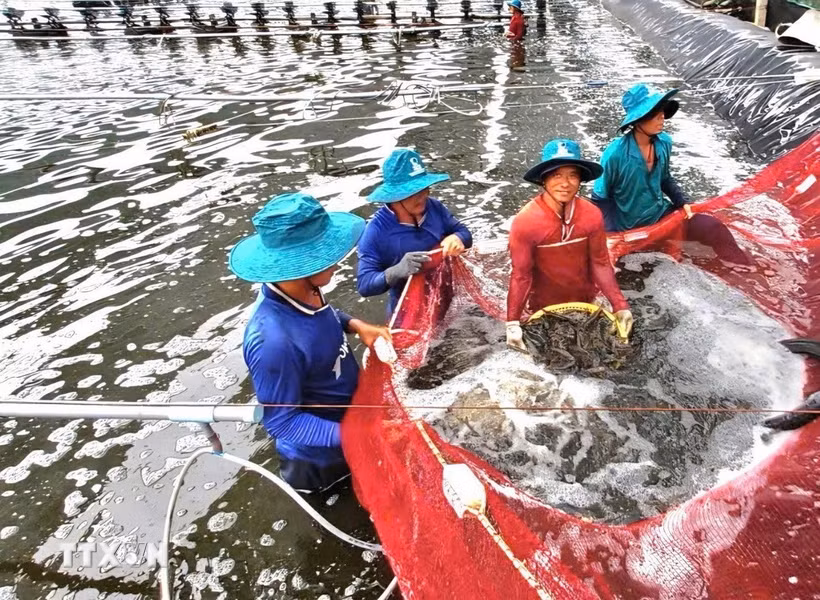 Giá tôm cao hơn từ 30-50% so với cùng kỳ năm 2025, người nuôi có lãi gần 100.000 đồng/1kg. (Nguồn: TTXVN phát)