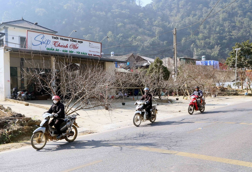 Người dân vận chuyển những cành đào của gia đình để cung cấp cho thương lái tại khu vực xã Lóng Luông, huyện Vân Hồ. (Ảnh: Quang Quyết/TTXVN)